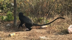 Cercopithecus mitis mitis