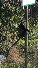 Cercopithecus mitis mitis