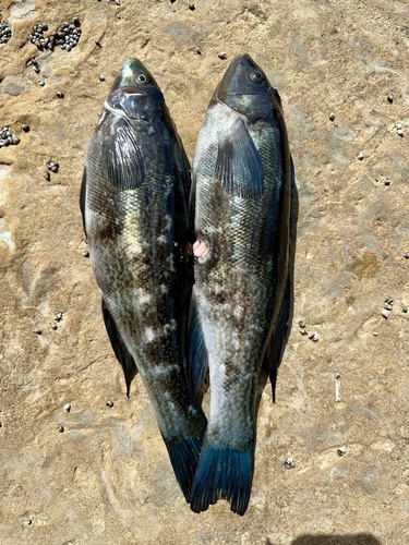 Butterfish (Odax pullus) — Odacidae