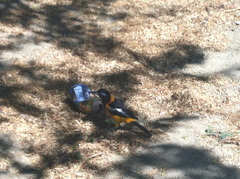 Icterus icterus