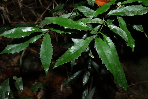 Image of Helicia glabriflora by (c) Greg Tasney, some rights reserved (CC BY-SA)