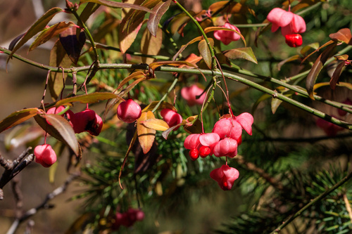 Image of Euonymus semenovii by (c) Dmitry Boldyrev, some rights reserved (CC BY)