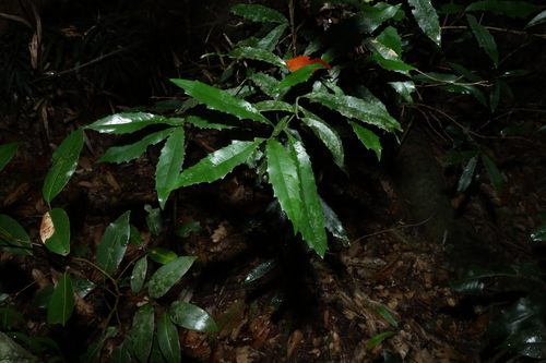 Image of Helicia glabriflora by (c) Greg Tasney, some rights reserved (CC BY-SA)