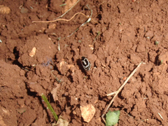 Phyllodromica marginata