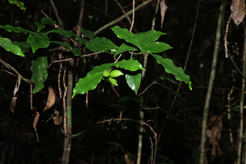 Image of Ochrosia poweri by (c) Greg Tasney, some rights reserved (CC BY-SA)
