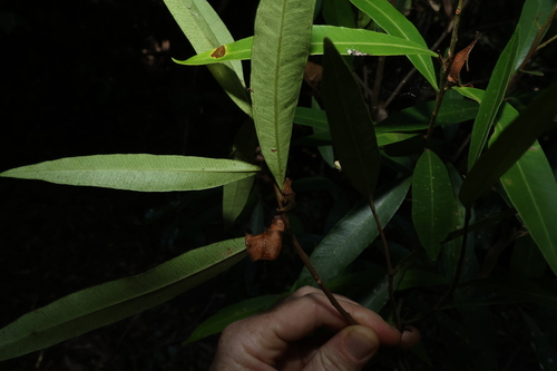 Image of Samadera bidwillii by (c) Greg Tasney, some rights reserved (CC BY-SA)