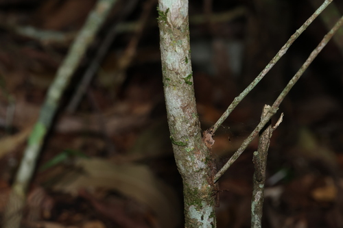 Image of Samadera bidwillii by (c) Greg Tasney, some rights reserved (CC BY-SA)