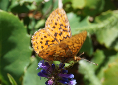 Boloria epithore