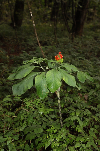 Arisaema solenochlamys iNat (3)