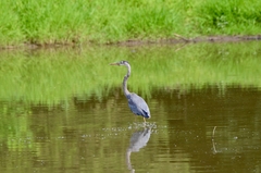 Ardea herodias herodias