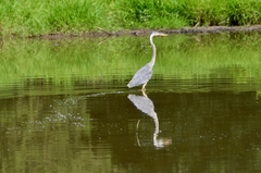 Ardea herodias herodias