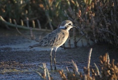 Charadrius pecuarius