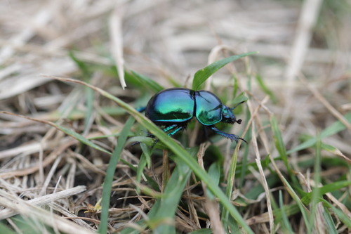 Springtime Dung Beetle photographed in Slovakia