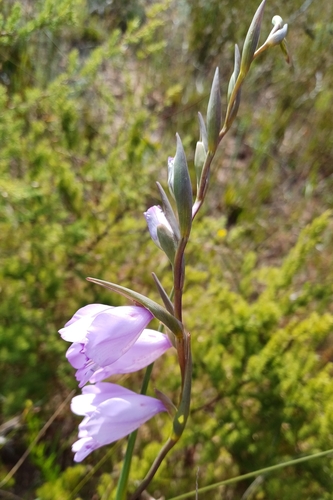 Image of Gladiolus rogersii by (c) Martjie Fia Fourie, some rights reserved (CC BY)
