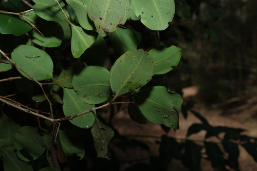Image of Rhodamnia dumicola by (c) Greg Tasney, some rights reserved (CC BY-SA)