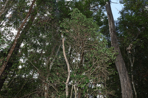 Image of Rhodamnia dumicola by (c) Greg Tasney, some rights reserved (CC BY-SA)