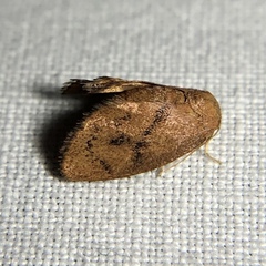 Heterogenea shurtleffi