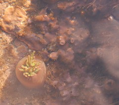 Dendrodoa grossularia