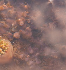 Dendrodoa grossularia