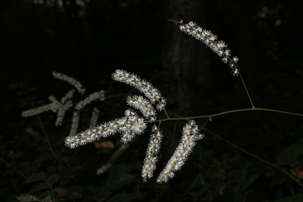 Actaea bifida