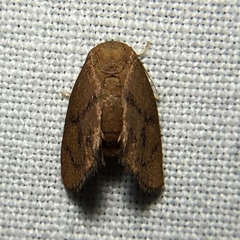 Heterogenea shurtleffi