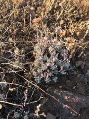 Dudleya attenuata