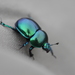 Springtime Dung Beetle - Photo (c) Dr. Guido Bohne, some rights reserved (CC BY-SA), uploaded by Dr. Guido Bohne