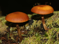 Galerina patagonica
