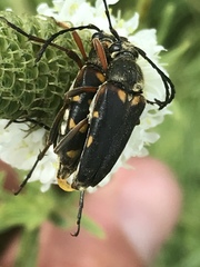 Typocerus confluens