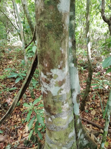 Dialium guianense, photograph 6