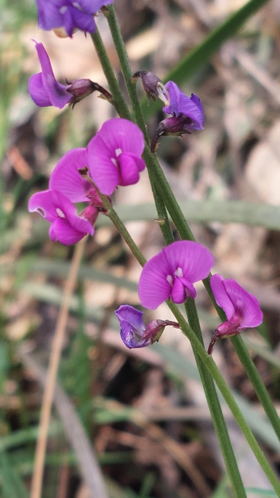 Mountain Swainson-pea