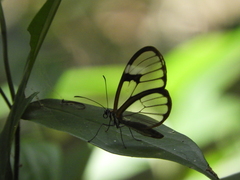 Pagyris cymothoe