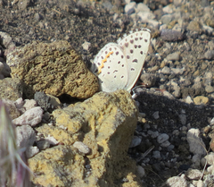 Euphilotes enoptes enoptes