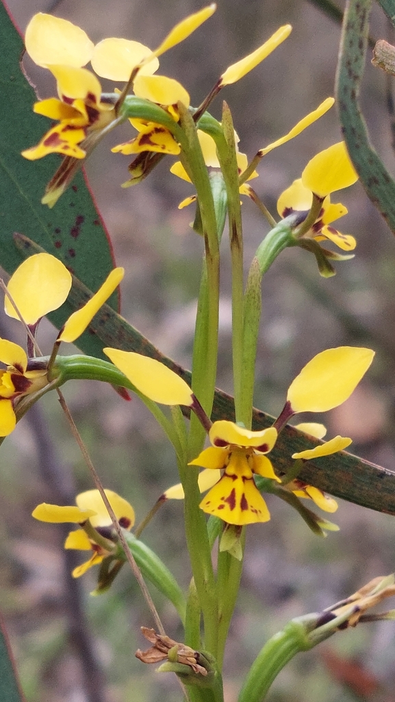 Blue Mountains doubletail