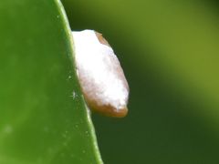 Chrysoesthia sexguttella