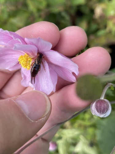 European earwig