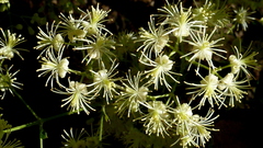 Clematis brasiliana
