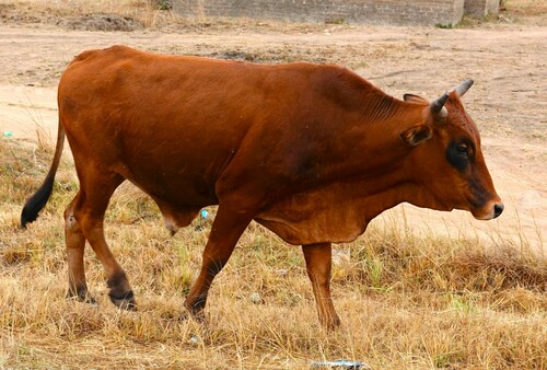 Taurine × Indicine Cattle