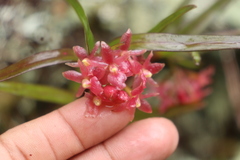 Epidendrum oxysepalum