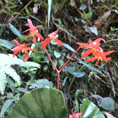 Begonia stenotepala