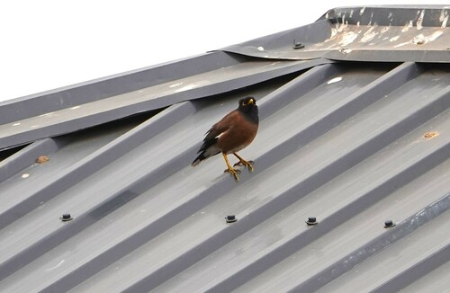 Common Myna