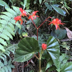 Begonia stenotepala