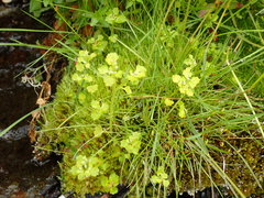Chrysosplenium rimosum