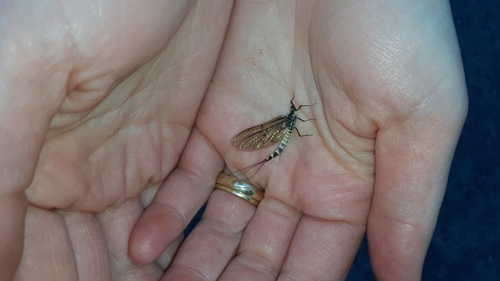 Green drake mayfly