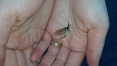 Ephemera danica