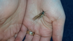 Ephemera danica