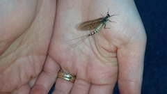 Ephemera danica