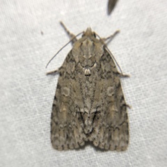 Acronicta immodica