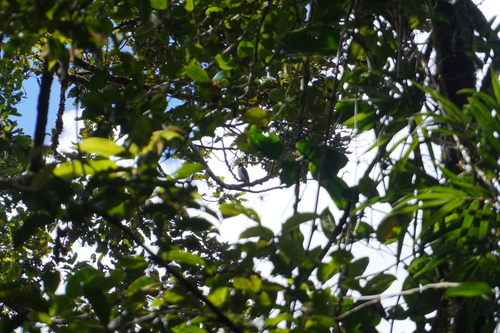 iNaturalist image