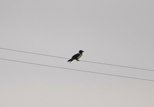Pied Crow